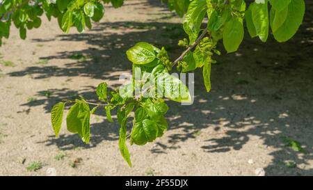 the blackberry tree beginning to give its rich blackberries Stock Photo