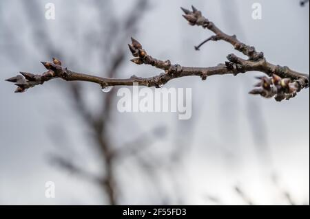 Buds on the branch of an apple tree in spring before blooming Stock Photo