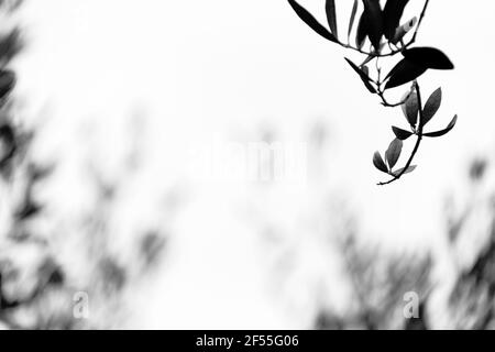 Beautiful olive leaves in the spring Stock Photo