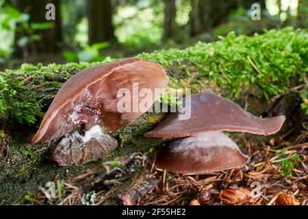Auricularia auricula-judae - edible mushroom. Fungus in the natural environment. English: Jew's ear, wood ear, jelly ear,Judas's ear