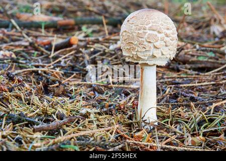 Chlorophyllum rachodes - edible mushroom. Fungus in the natural environment. English: Shaggy parasol Stock Photo