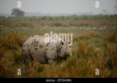 Great Indian Rhino, Kaziranga National Park, Assam Stock Photo