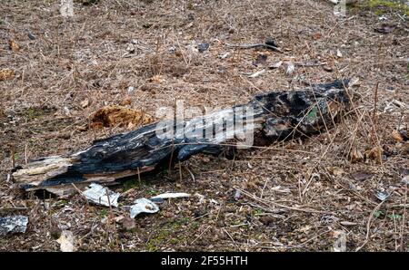 Burnt remains of a tree in a forest after having a fire Stock Photo