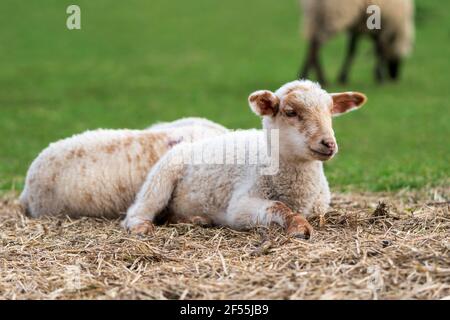 Close-up portrait of a little white and brown lamb with a cute looking face sitting on straw on a green meadow. Free-range husbandry, animal welfare. Stock Photo