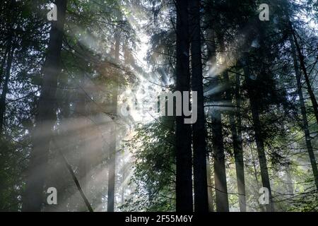 Sunbeam streaming through trees in forest Stock Photo