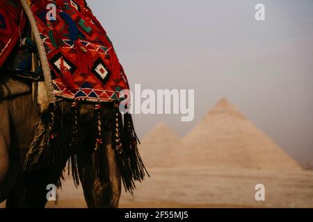 Egypt, Cairo, Saddle of camel standing against Giza Pyramids Stock Photo