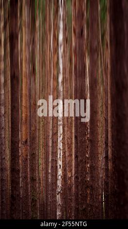 abstract forest background with motion blur effect. Autumnal pine forest wallpaper. Stock Photo