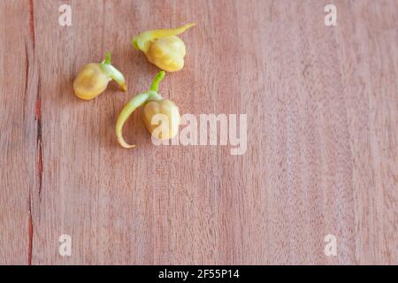 Sprouted chickpea seeds on a wooden brown background with copy space. Planting crops. Stock Photo