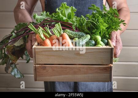 Man holding homegrown organic vegetables, beets, cucumbers, carrots in box. Seasonal summer and fall harvest. Stock Photo