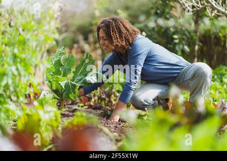 Smiling curly haired woman squatting while picking cauliflower from vegetable garden Stock Photo