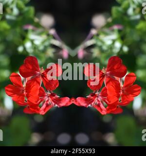 Pelargonium hortorum, a Geranium family flowering ornamental plant with bright red petals on an abstract composition. Stock Photo