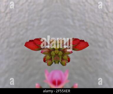 Pelargonium hortorum, a Geranium family flowering ornamental plant bright red buds on an abstract composition. Stock Photo