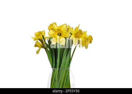 Side view of bunch of Daffodils in translucent vase. Easter and spring cut flowers. Stock Photo