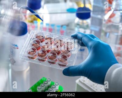 Scientist holding multi well plate with blood samples in fume hood Stock Photo
