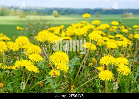 Blooming dandelions flower on a meadow in the summer Stock Photo