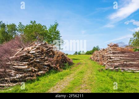 Cut down trees in piles by a dirt road on a meadow Stock Photo