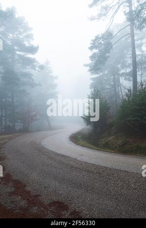 Asphalt road in the autumn forest on a bright sunny day Stock Photo - Alamy
