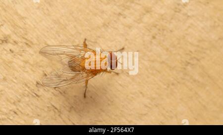 The fruit fly, often called a gnat, in the family Drosophilidae Stock Photo