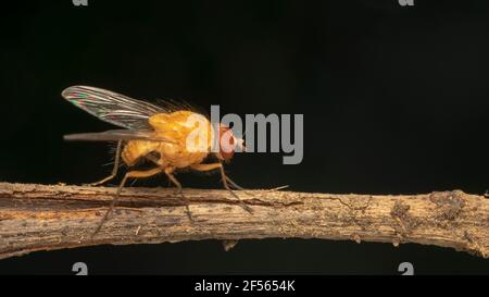 The fruit fly, often called a gnat, in the family Drosophilidae Stock Photo