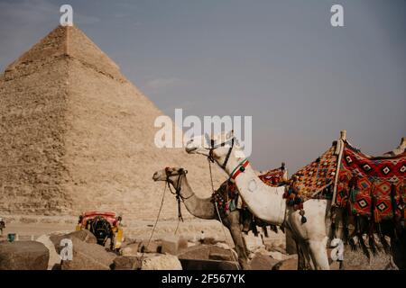 Egypt, Cairo, Two camels standing in front of Great Pyramid of Giza Stock Photo