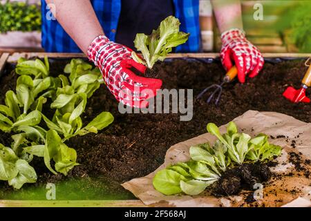 Young man planting lettuce seedlings in his urban garden Stock Photo