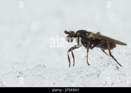 Lesser dung fly (Sphaeroceridae) walking on snow Stock Photo