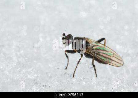 Lesser dung fly (Sphaeroceridae) walking on snow Stock Photo