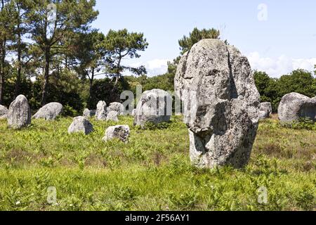 Some of the more than 3000 standing stones from the Neolithic era at Carnac, Brittany, France Stock Photo