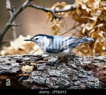 Nuthatch, Bird, The nuthatches constitute a genus, Sitta, of small passerine birds belonging to the family Sittidae. Characterised by large heads, short tails, and powerful bills and feet, nuthatches advertise their territory using loud, simple songs. Most species exhibit grey or bluish upperparts and a black eye stripe. Stock Photo