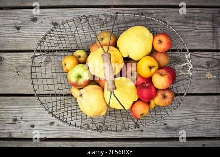 Basket with fresh ripe apples lying on wooden surface Stock Photo