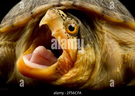 Narrow-bridged musk turtle (Claudius angustatus) Stock Photo