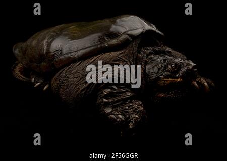 Common snapping turtle (Chelydra serpentina) Stock Photo