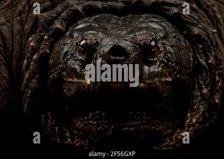 Common snapping turtle (Chelydra serpentina) Stock Photo