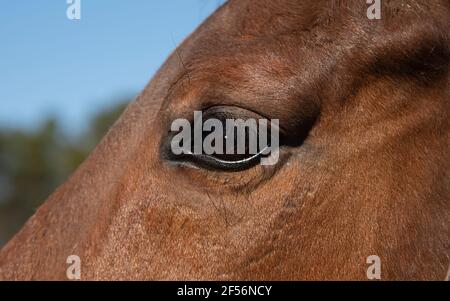 A horses eye on Cape Cod, USA Stock Photo