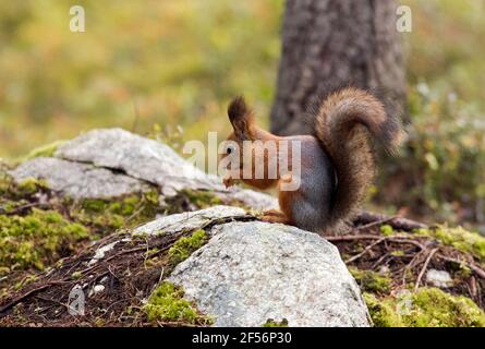 Finland, Kuhmo, North Karelia, Kainuu, Red squirrel (Sciurus vulgaris) in forest Stock Photo
