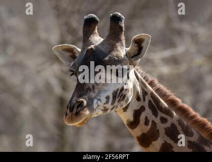 Giraffe (Giraffa) head closeup with buff background on early spring morning Stock Photo