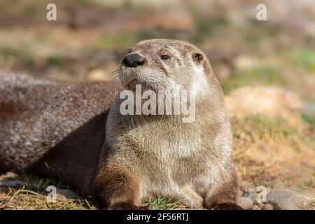 Adorable North American River Otter (Lontra canadensis) basks in morning sun