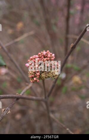 Viburnum carlesii shrub in bloom Stock Photo