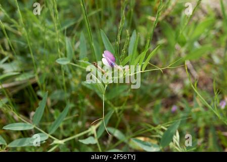 Vicia bithynica leaves and flower close up Stock Photo