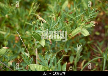 Vicia bithynica leaves and flower close up Stock Photo
