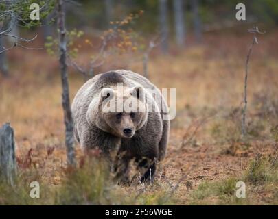 Finland, Kuhmo, North Karelia, Kainuu, Brown bear (Ursus arctos) in forest Stock Photo