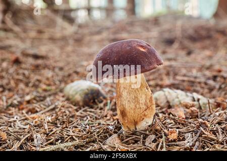 Imleria badia - edible mushroom. Fungus in the natural environment. English: bay bolete Stock Photo