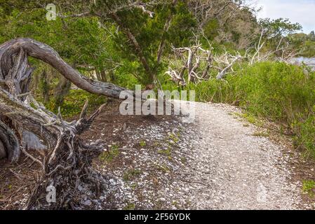 Path over a centuries old deposit of oyster shells from the Timucuans in what is now the Theodore Roosevelt Area near Jacksonville, Florida. (USA) Stock Photo