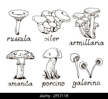 Forest mushooms vector set, fungus nature collection isolated on white background Stock Vector