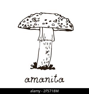 Forest poisonous mushroom, vector hand drawn Amanita muscaria, fungus isolated on white background Stock Vector