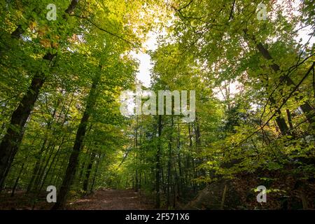 Fall in Gatineau Park - Bright sunlight filters through the trees into the forest Stock Photo