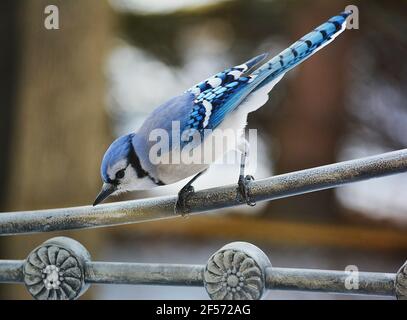The blue jay is a passerine bird in the family Corvidae, native to North  America Stock Photo - Alamy