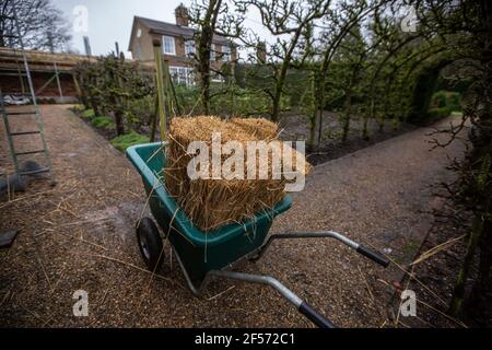 Master Thatcher, Adam Nash professional roof thatcher fits 'Hazel Spars' to fix coat work and straw on the roof of a walled garden, Wiltshire, England. Stock Photo