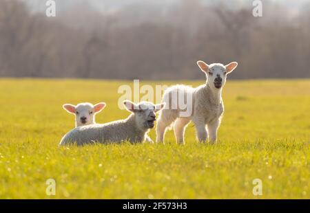 Three young lambs in a field. Hertfordshire. UK Stock Photo