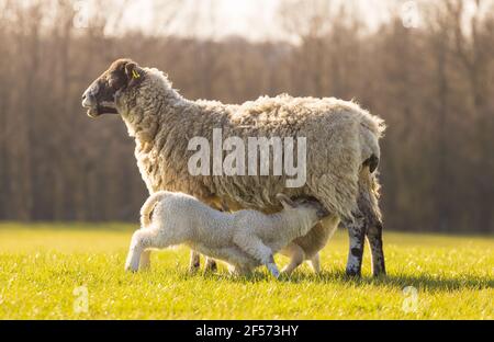 Two young lambs feeding from their mother Ewe sheep. Hertfordshire. UK Stock Photo